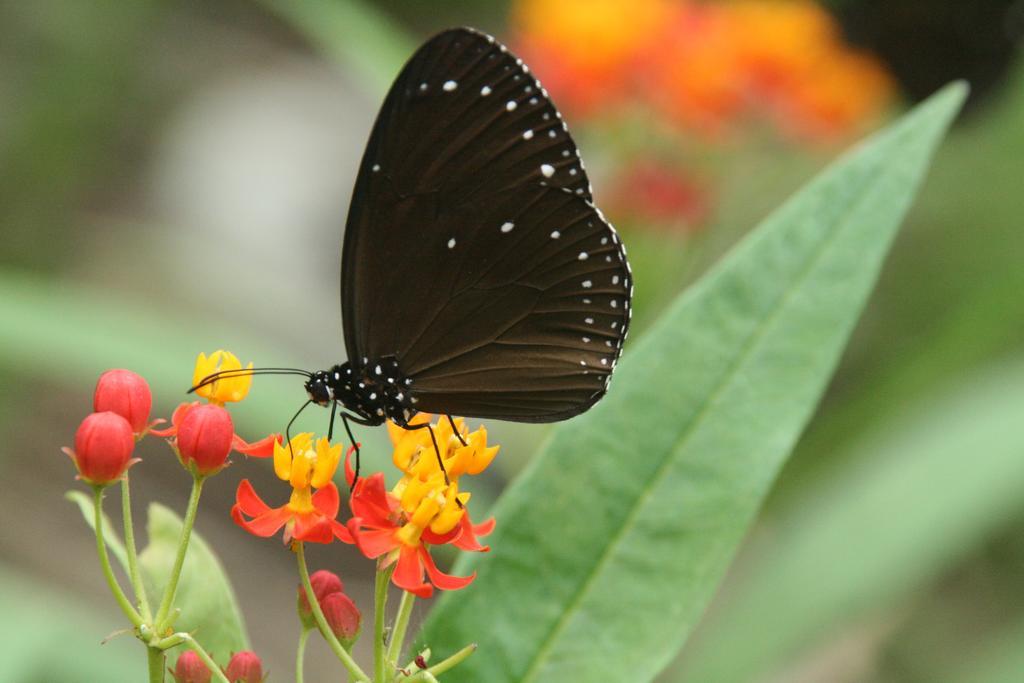Butterfly B&B Manzhou ภายนอก รูปภาพ