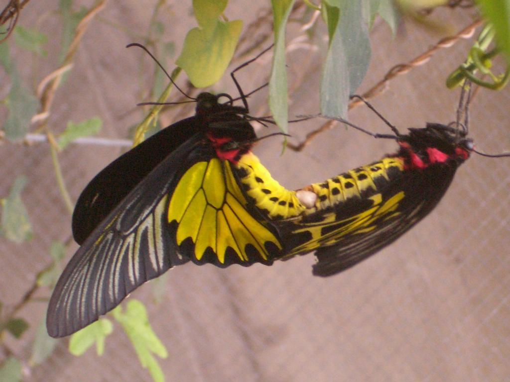 Butterfly B&B Manzhou ภายนอก รูปภาพ